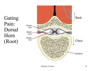 Gating Pain: Dorsal Horn (Root) Back Chest 
