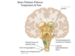 Spino-Thalamic Pathway:  Temperature & Pain 