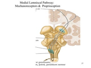 Medial Lemniscal Pathway:  Mechanoreceptors &  Proprioception 