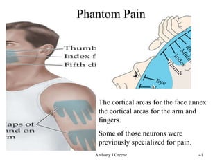 Phantom Pain The cortical areas for the face annex the cortical areas for the arm and fingers. Some of those neurons were previously specialized for pain. 