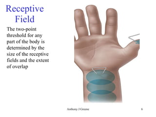 Receptive Field The two-point threshold for any part of the body is determined by the size of the receptive fields and the extent of overlap 