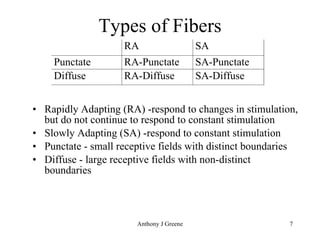 Types of Fibers Rapidly Adapting (RA) -respond to changes in stimulation, but do not continue to respond to constant stimulation Slowly Adapting (SA) -respond to constant stimulation Punctate - small receptive fields with distinct boundaries Diffuse - large receptive fields with non-distinct boundaries 