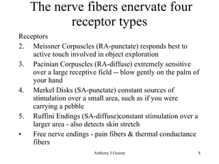 The nerve fibers enervate four receptor types Receptors Meissner Corpuscles (RA-punctate) responds best to active touch involved in object exploration Pacinian Corpuscles (RA-diffuse) extremely sensitive over a large receptive field -- blow gently on the palm of your hand Merkel Disks (SA-punctate) constant sources of stimulation over a small area, such as if you were carrying a pebble Ruffini Endings (SA-diffuse)constant stimulation over a larger area - also detects skin stretch Free nerve endings - pain fibers & thermal conductance fibers 