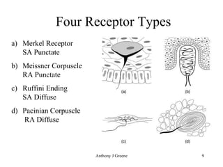 Four Receptor Types Merkel Receptor SA Punctate Meissner Corpuscle RA Punctate Ruffini Ending SA Diffuse Pacinian Corpuscle  RA Diffuse  