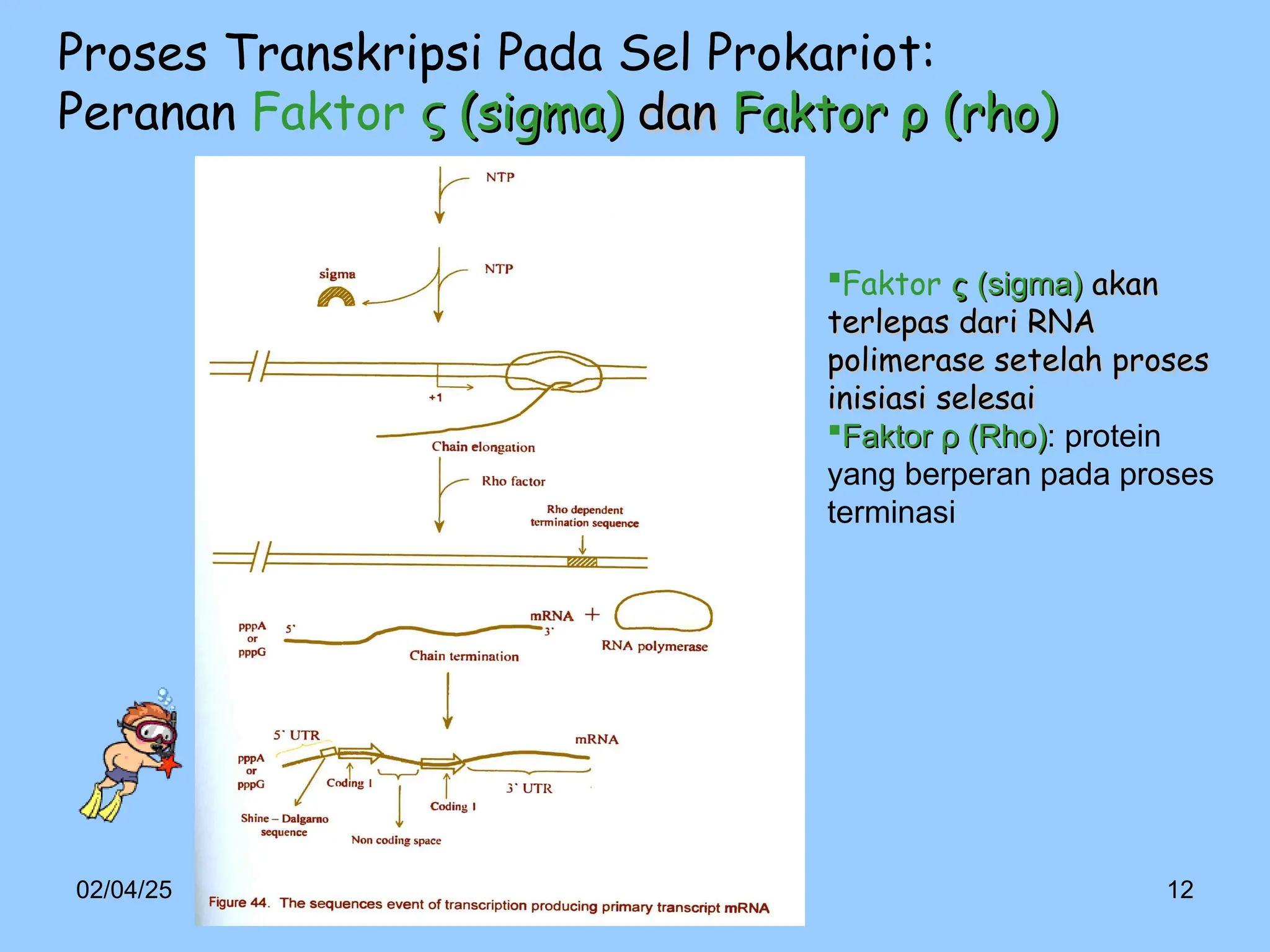 proses Transkripsi_dan_Translasi_DNA.ppt