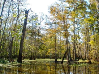 12 tribe con larimer