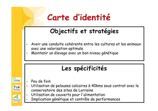 Carte d’identité
Les spécificités
- Peu de foin
- Utilisation de pelouses calcaires à 40kms sous contrat avec le
conservatoire des sites de Lorraine
- Utilisation de couverts pour l'alimentation
- Implication génétique et contrôle de performances
Objectifs et stratégies
- Avoir une conduite cohérente entre les cultures et les animaux
avec une valorisation optimale
- Maintenir un élevage avec un bon niveau génétique
 
