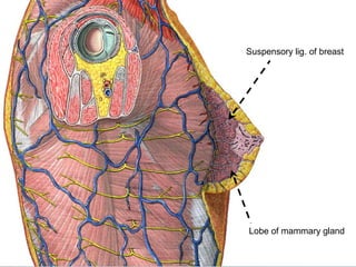 Lobe of mammary gland
Suspensory lig. of breast
 