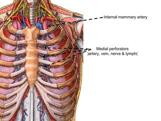 Internal mammary artery
Medial perforators
(artery, vein, nerve & lymph)
 