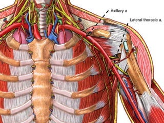 Axillary a.
Lateral thoracic a.
 