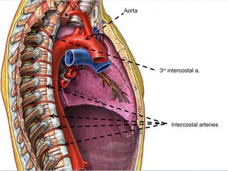 Aorta
3rd
intercostal a.
Intercostal arteries
 