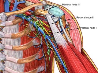 Pectoral node II
Pectoral node I
Pectoral node III
 