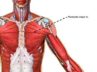 Pectoralis major m.
 