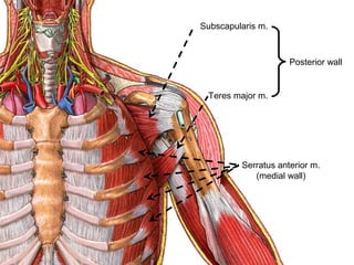 Subscapularis m.
Teres major m.
Serratus anterior m.
(medial wall)
Posterior wall
 