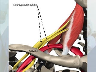 Neurovascular bundle
Clavicle
1st
ribAcromion
 