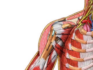 Subscapularis
Humerus
Teres m
ajor
Long
head
oftriceps
 