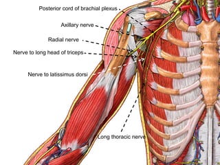 Posterior cord of brachial plexus
Axillary nerve
Radial nerve
Nerve to long head of triceps
Nerve to latissimus dorsi
Long thoracic nerve
 
