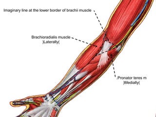 Imaginary line at the lower border of brachii muscle
Brachioradialis muscle
(Laterally)
Pronator teres m.
(Medially)
 