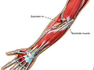 Brachialis muscle
Supinator m.
 