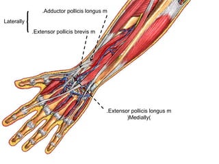 Adductor pollicis longus m.
Extensor pollicis brevis m.
Extensor pollicis longus m.
(Medially)
Laterally
 
