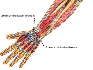 Extensor carpi radialis brevis m.
Extensor carpi radialis longus m.
 
