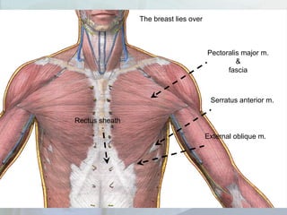 Pectoralis major m.
&
fascia
The breast lies over
Serratus anterior m.
External oblique m.
Rectus sheath
 