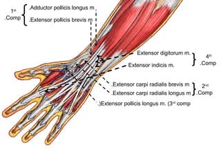 Adductor pollicis longus m.
Extensor pollicis brevis m.
1st
Comp.
Extensor carpi radialis brevis m.
Extensor carpi radialis longus m.
2nd
Comp.
Extensor pollicis longus m. (3rd
comp.(
Extensor digitorum m.
Extensor indicis m.
4th
Comp.
 