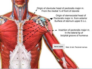 Origin of clavicular head of pectoralis major m.
From the medial ½ of front of clavicle
Origin of sternocostal head of
Pectoralis major m. from anterior
Surface of sternum upper 6 c.c.
Insertion of pectoralis major m.
In the lateral lip of
bicipital groove of humerus
Nerve supply
Med. & lat. Pectoral nerves
 