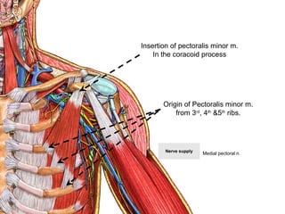 Origin of Pectoralis minor m.
from 3rd
, 4th
&5th
ribs.
Insertion of pectoralis minor m.
In the coracoid process
Nerve supply
Medial pectoral n.
 