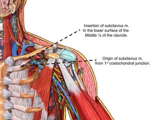 Origin of subclavius m.
from 1st
costochondral junction.
Insertion of subclavius m.
In the lower surface of the
Middle ½ of the clavicle.
 