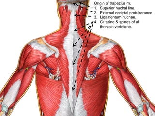 Origin of trapezius m.
1. Superior nuchal line.
2. External occiptal protuberance.
3. Ligamentum nuchae.
4. C7 spine & spines of all
thoracic vertebrae.
 