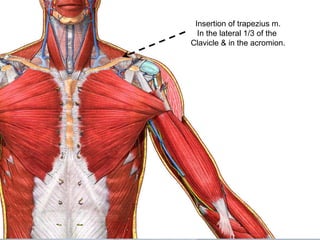 Insertion of trapezius m.
In the lateral 1/3 of the
Clavicle & in the acromion.
 