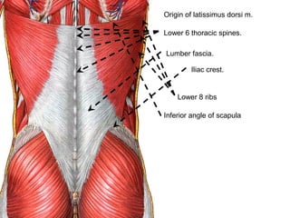 Origin of latissimus dorsi m.
Lower 6 thoracic spines.
Lumber fascia.
Iliac crest.
Inferior angle of scapula
Lower 8 ribs
 