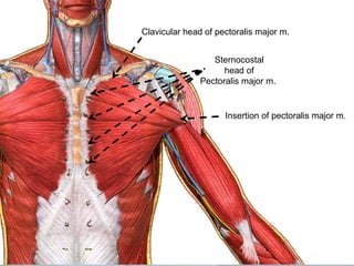 Clavicular head of pectoralis major m.
Sternocostal
head of
Pectoralis major m.
Insertion of pectoralis major m.
 