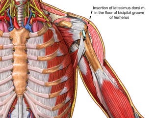 Insertion of latissimus dorsi m.
in the floor of bicipital groove
of humerus
 