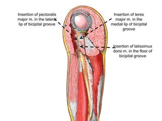 Insertion of teres
major m. in the
medial lip of bicipital
groove
Insertion of pectoralis
major m. in the lateral
lip of bicipital groove
Insertion of latissimus
dorsi m. in the floor of
bicipital groove
 