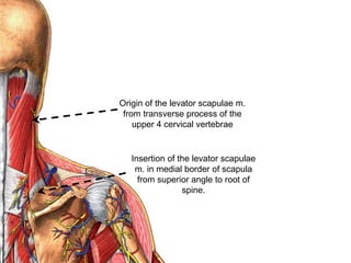 Origin of the levator scapulae m.
from transverse process of the
upper 4 cervical vertebrae
Insertion of the levator scapulae
m. in medial border of scapula
from superior angle to root of
spine.
 