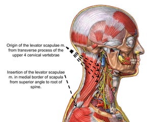 Origin of the levator scapulae m.
from transverse process of the
upper 4 cervical vertebrae
Insertion of the levator scapulae
m. in medial border of scapula
from superior angle to root of
spine.
 