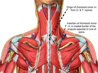 Origin of rhomboid minor m.
from C7 & T1 spines.
Insertion of rhomboid minor
m. in medial border of the
scapula opposite to root of
spine.
 