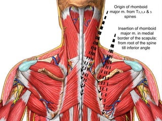 Origin of rhomboid
major m. from T2,3,4 & 5
spines
Insertion of rhomboid
major m. in medial
border of the scapula;
from root of the spine
till inferior angle
 