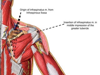 Origin of infraspinatus m. from
Infraspinous fossa
Insertion of infraspinatus m. in
middle impression of the
greater tubercle
 