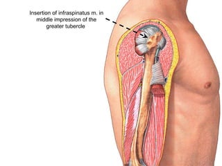 Insertion of infraspinatus m. in
middle impression of the
greater tubercle
 
