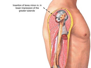 Insertion of teres minor m. in
lower impression of the
greater tubercle
 