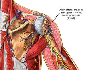 Origin of teres major m.
from upper 1/3 of lat
border of scapula
(dorsal(
 