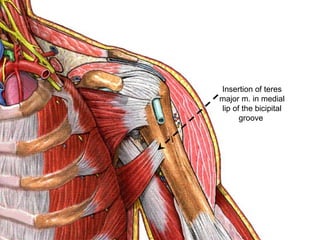 Insertion of teres
major m. in medial
lip of the bicipital
groove
 