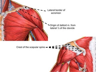 Origin of deltoid m. from
lateral ⅓ of the clavicle
Lateral border of
acromion
Crest of the scapular spine
 
