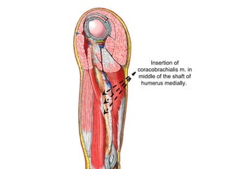 Insertion of
coracobrachialis m. in
middle of the shaft of
humerus medially.
 