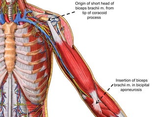 Origin of short head of
biceps brachii m. from
tip of coracoid
process
Insertion of biceps
brachii m. in bicipital
aponeurosis
 