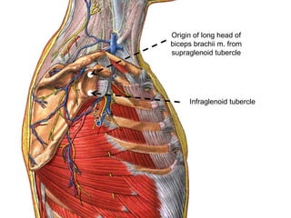Origin of long head of
biceps brachii m. from
supraglenoid tubercle
Infraglenoid tubercle
 