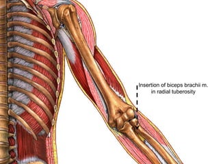 Insertion of biceps brachii m.
in radial tuberosity
 